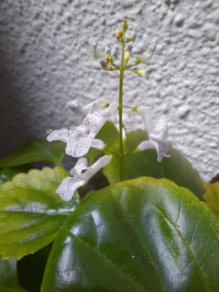 Espiga floral de una planta del dinero. Es una labiada y los pétalos están fusionados en un tubo que se abre apuntando varios hacia arriba y uno mayor (el "labio") hacia abajo. Las flores de esta especie son pequeñas, de un azul lavanda tan desvaído que es casi blanco, y con muchas pequeñas pecas color lavanda más intenso.