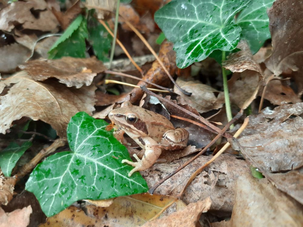 Vista de cerca del sotobosque de una chopera de Loza (Navarra). Sobre hojas secas de chopo y hojas verdes de hiedra hay una rana ágil de mediano tamaño