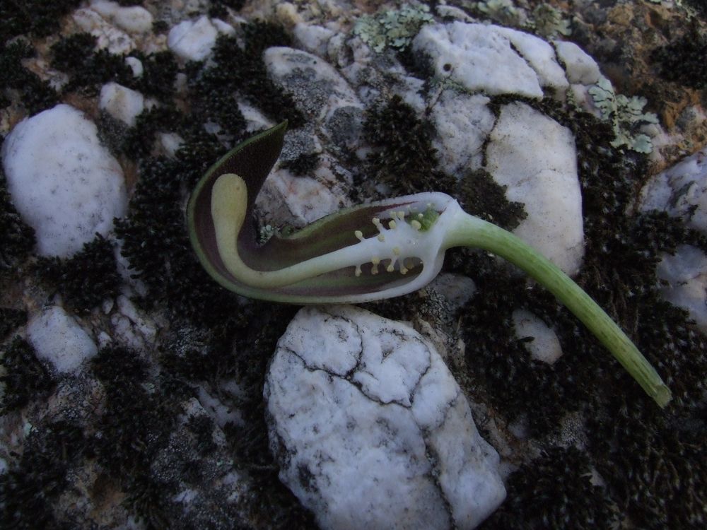 Inflorescencia de Arisarum simorhinum mostrando las flores en la base: hay unas pocas flores femeninas verdes e hinchadas en la base del espádice, y algunas flores masculinas sobre ellas, como estambres sobre pedúnculos. En muchas aráceas casi todo el extremo del espádice es estéril, pero emite los olores que atraen a los polinizadores. Estos olores no suelen ser agradables, pues las aráceas suelen ser polinizadas por dípteros que acuden a la materia orgánica en descomposición o a la carroña.