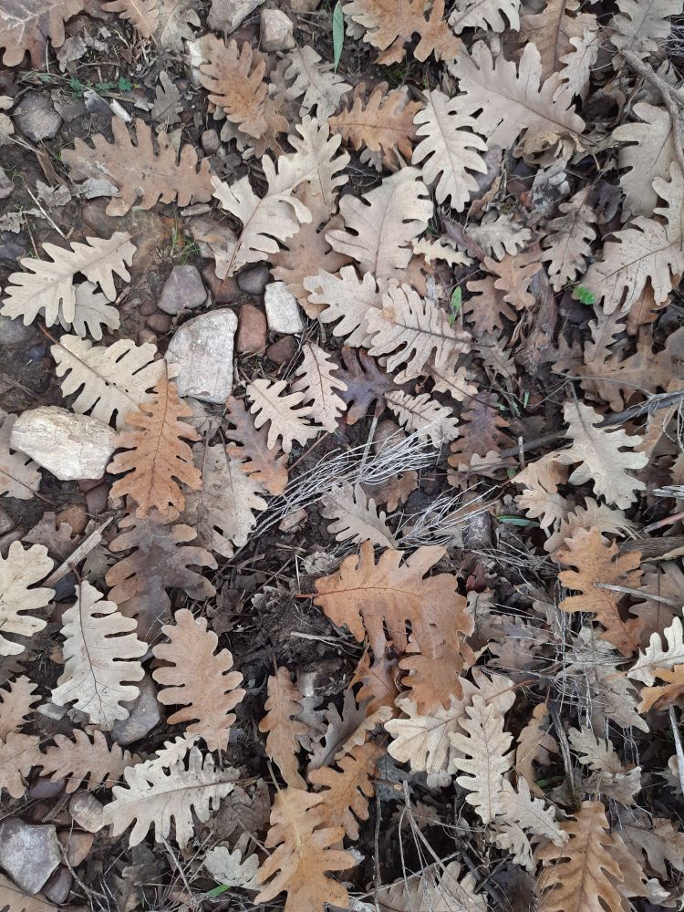 Sotobosque de un melojar cubierto de hojas secas de roble melojo (Quercus pyrenaica)