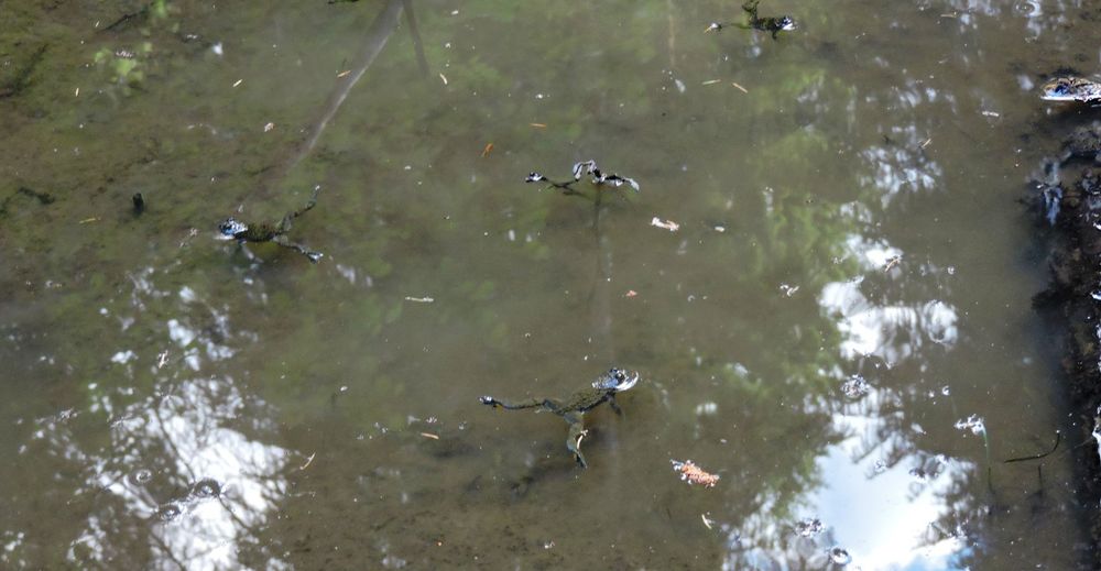 Imagen recortada de cerca de otra parte de ese charco, con tres sapos dentro del agua.