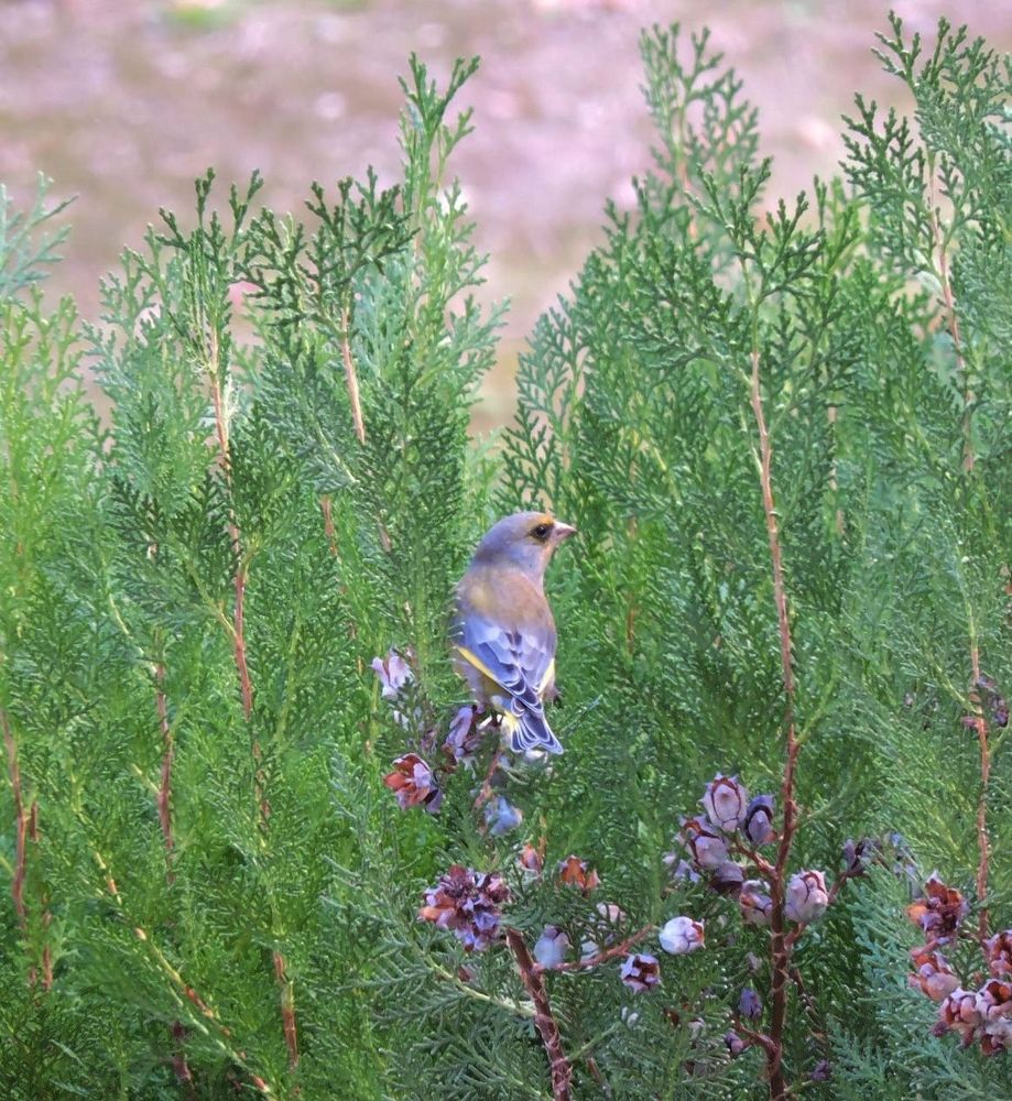 Hembra de verderón europeo (Chloris chloris) comiendo semillas de tuya oriental (Platycladus orientalis). Imagen semejante a las dos anteriores, pero sacada con menos aumento, de forma que se ve el extremo superior de las ramas del seto de tuyas. La hembra de verderón ya no está comiendo: mira hacia arriba y hacia lo lejos, instantes antes de echarse a volar.
