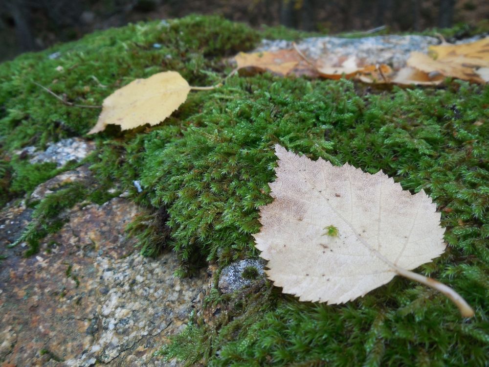 Primer plano de un cojinete verde de musgo de varias especies con un par de hojas amarillas de abedul caídas sobre él.