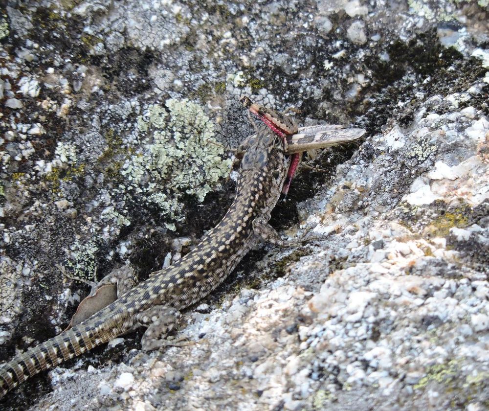 Imagen de cerca de la lagartija de la otra foto, con medio saltamontes asomando de la boca. Es un macho de Podarcis guadarramae fotografiado en Manzanares el Real (Madrid) el 17 de septiembre de 2022. El saltamontes no sé qué es; es marrón y con la cara interior y las tibias de las patas traseras de color rojo rosado.