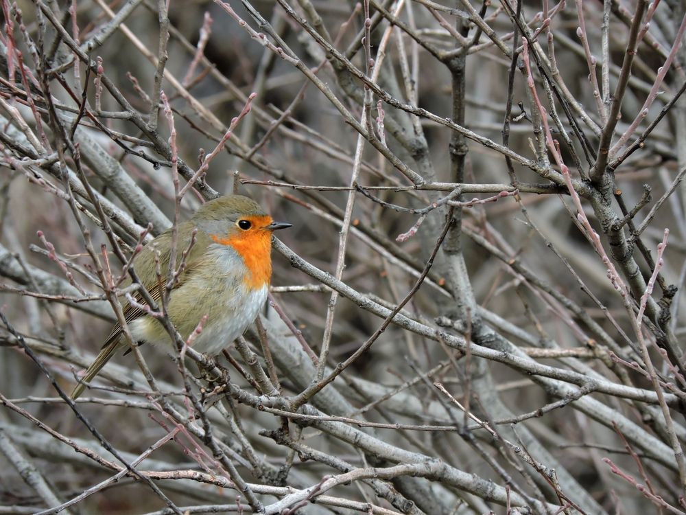 Un petirrojo europeo (Erithacus rubecula) posado en un sauce. Es una imagen muy similar a la del bluit anterior, pero el ave se ha girado y ahora se ve en vista lateral, mirando hacia la derecha. Se le ve bien todo el cuerpo, pero la foto pierde personalidad.