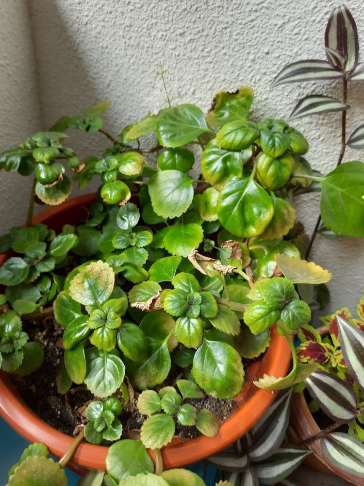 Planta del dinero (Plectranthus verticillatus). Es una planta de tallos prostrados con hojas opuestas decusadas (las hojas aparecen a pares en el tallo y se disponen opuestas entre sí, y en ángulo de 90° con respecto a los pares anterior y siguiente); de hojas redondas y gruesas, de limbo dentado. El ejemplar de la foto está bastante maltratado y muchas hojas amarillean.