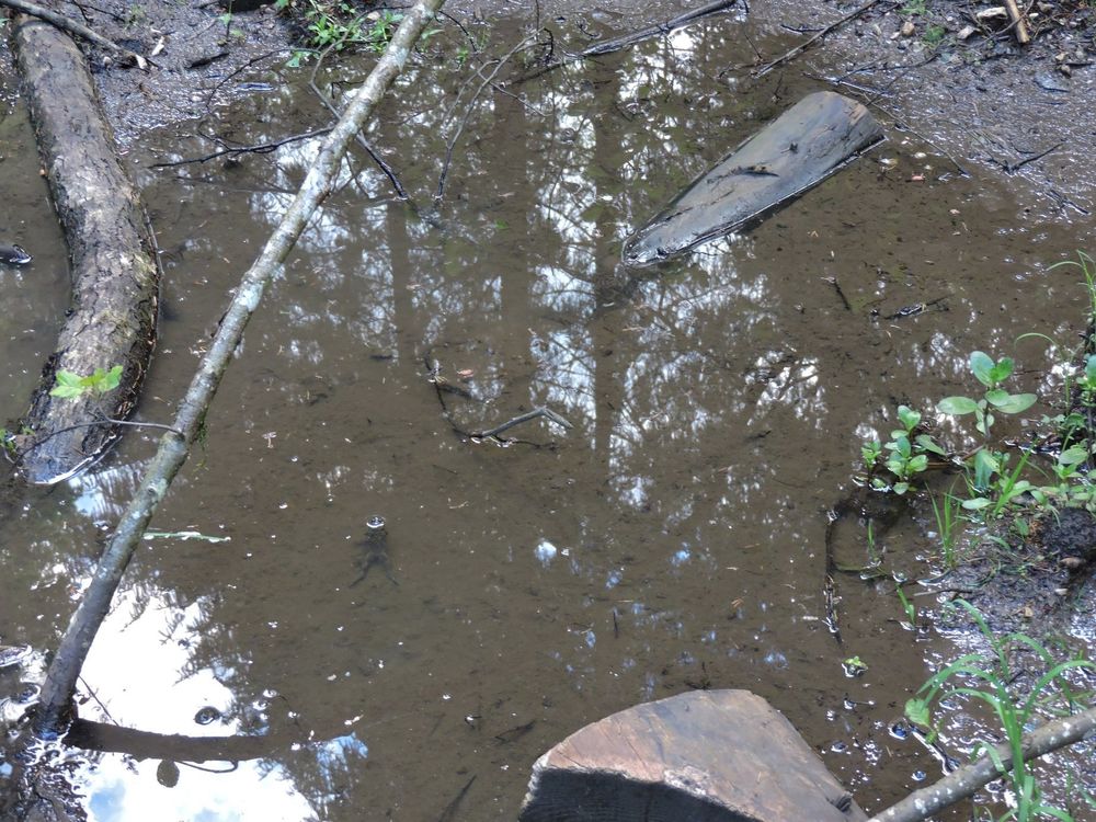 Imagen de cerca de ese charco, donde se ven algunas piedras  troncos caídos sobre el agua. Pequeño, en el centro de la imagen, se ve un sapo dentro del agua.