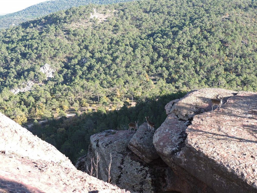 Vista de las formaciones de arenisca rojiza, esculpidas por el viento y el agua en formas redondeadas y escalonadas, de los Pinares de Rodeno, en Teruel. Se ven en primer término varios escalones descendentes de plataformas de roca arenisca, con algunas cabras, medio lejanas, sobre ellas; y al fondo, al pie de los acantilados, lejos, masas de pinares.