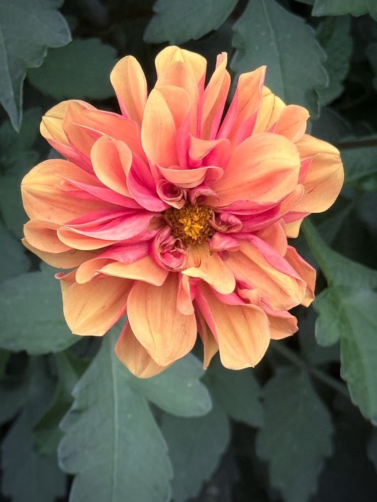 An orange and pink dahlia with a green, leafy backdrop.