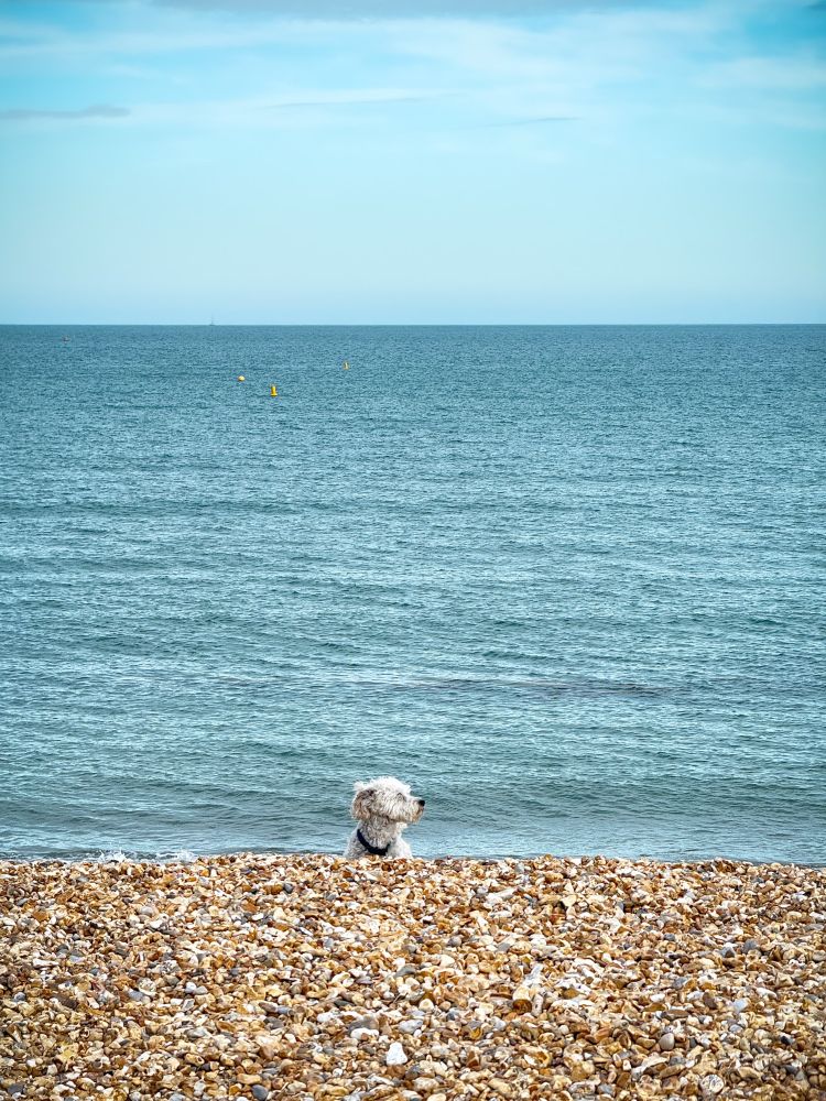 The head and shoulders of a small, white, hairy dog, poking above a hill of pebbles on the beach near the village of Overcombe in Dorset, UK. This is the bottom quarter of the picture, the middle half being the blue sea with three small buoys and a sailing dinghy on the horizon. The top quarter shows a pale blue sky with drifts of white clouds.