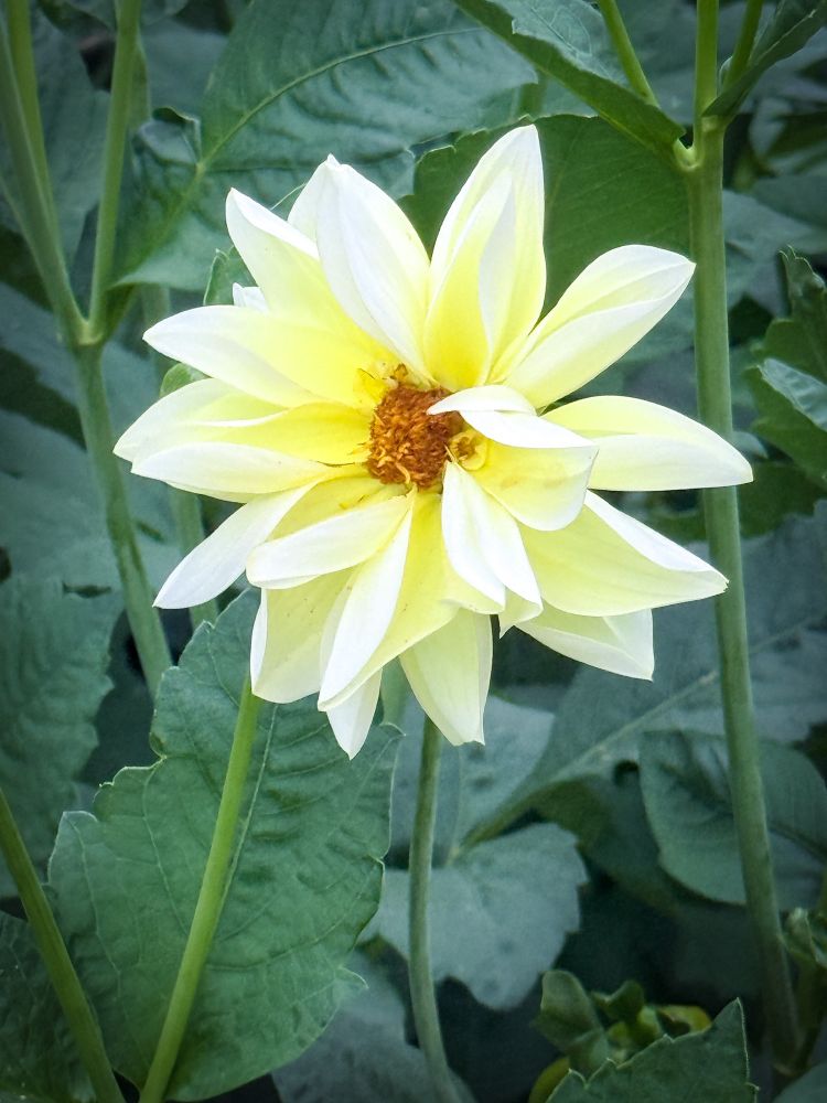 A yellow dahlia with a green, leafy backdrop.
