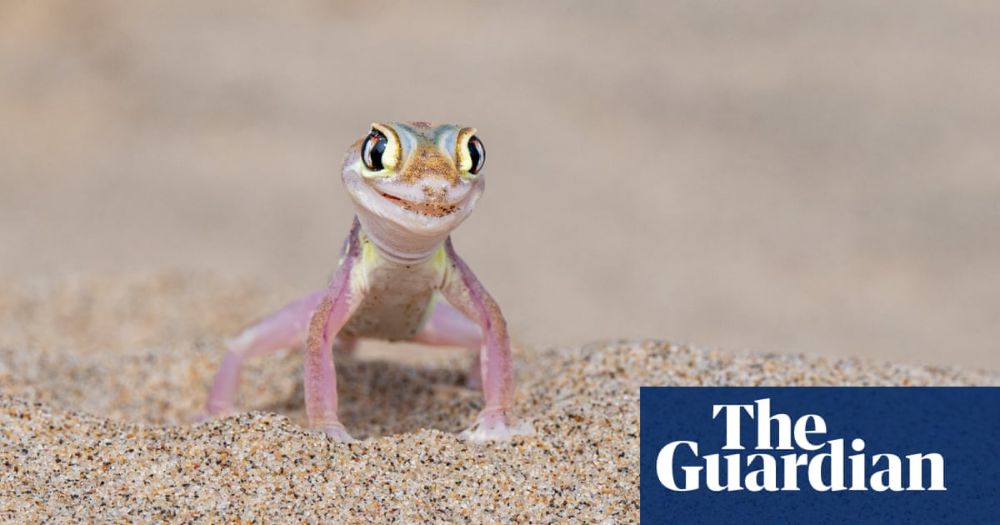 Comedy wildlife photography awards 2024 – in pictures