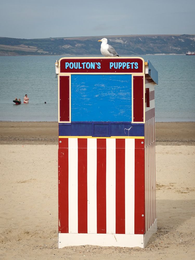 A herring gull stands on the top of the Poulton's Puppets theatre booth on Weymouth Beach. The booth has red and white vertical stripes below the 'stage' area which is red with a blue board covering it. Behind it, at the bottom of the light-coloured sandy beach is a horizontal strip of wet sand, then the sea, with a view across to the fields at the far side of the bay. Four members of a family are playing in the sea to the left of the picture.