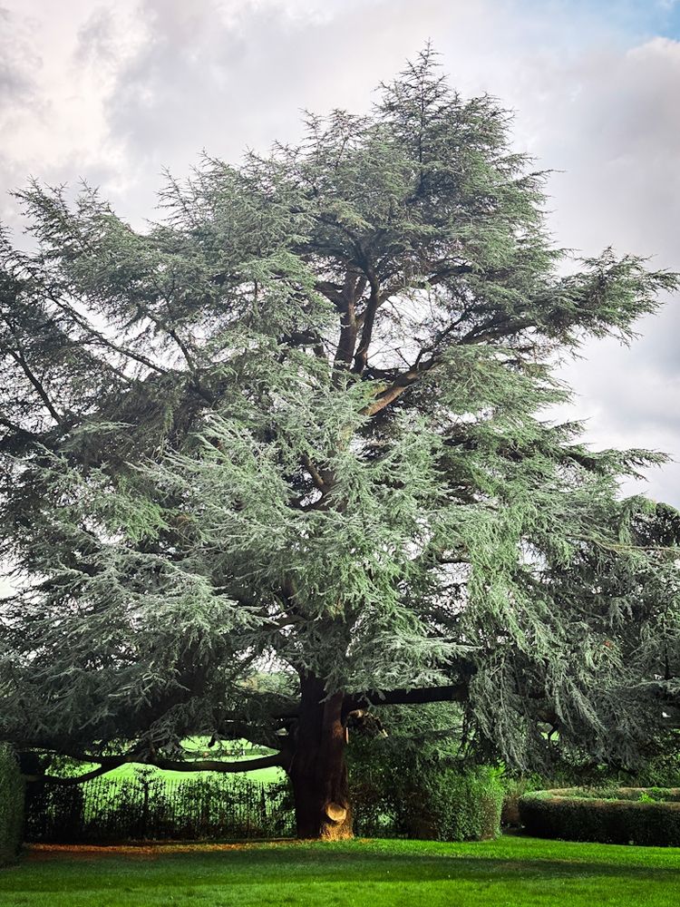 A tall wide cedar tree with grey-green needles, standing in a green field in front of a fence, beyond which is another green field lit by sun. 