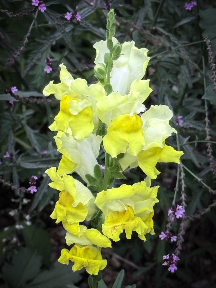 A cluster of yellow antirrhinums with white edges against a leafy backdrop and with a halo of tiny purple flowers.
