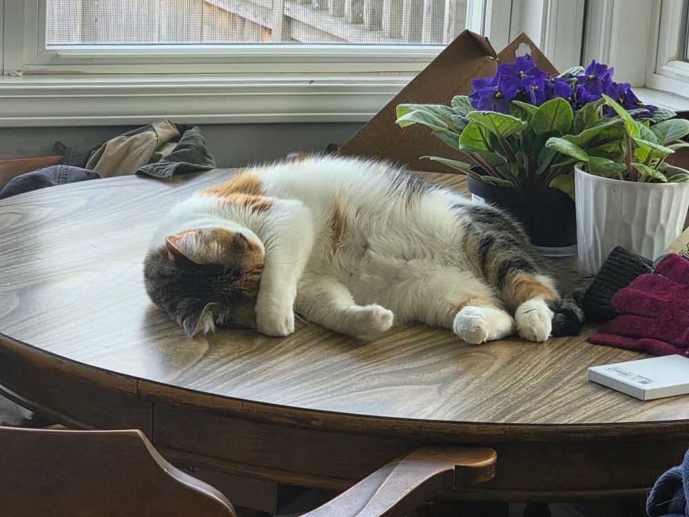 Winnie the Calico asleep with a paw across her eyes, on a table next to a pot of African violets. 