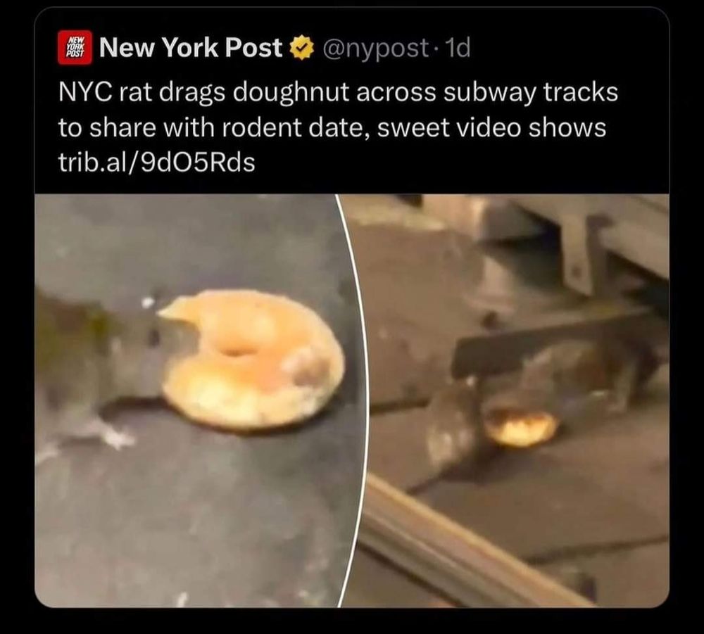 An article depicting a rat dragging a donut across NYC subway tracks and sharing it with another rat.