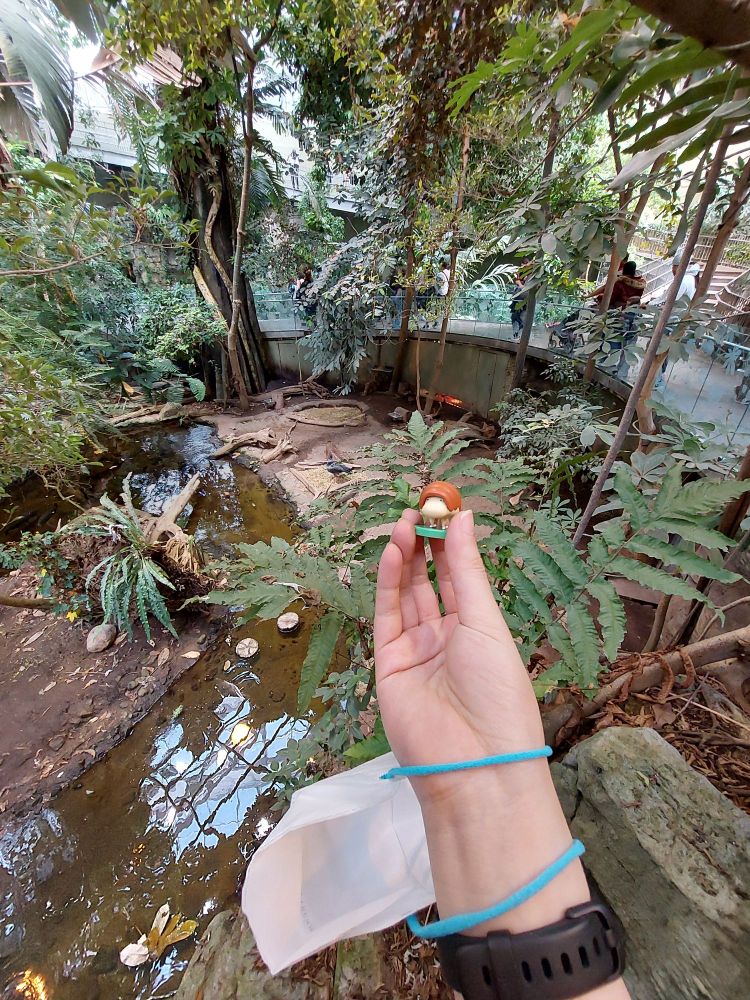 bread bug held in hand over a big rainforest environment, with a little river and stream below