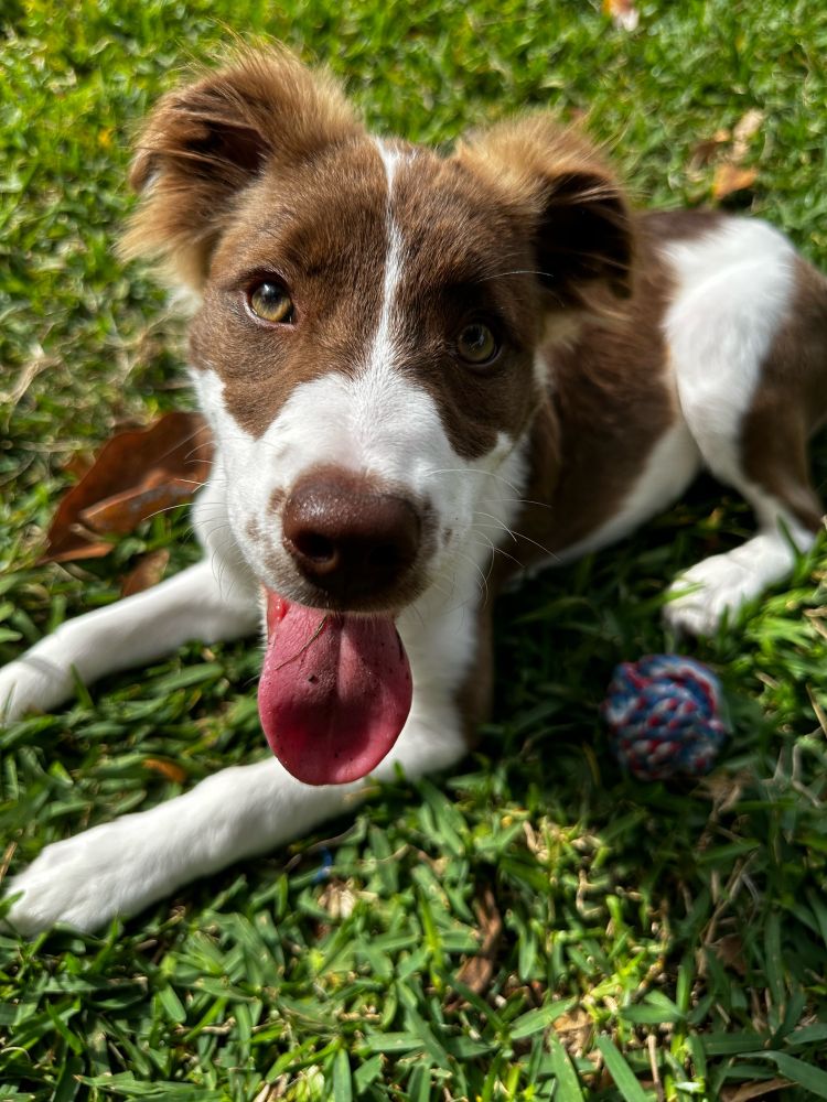 A brown and white puppy with her tongue hanging out looks at the camera.