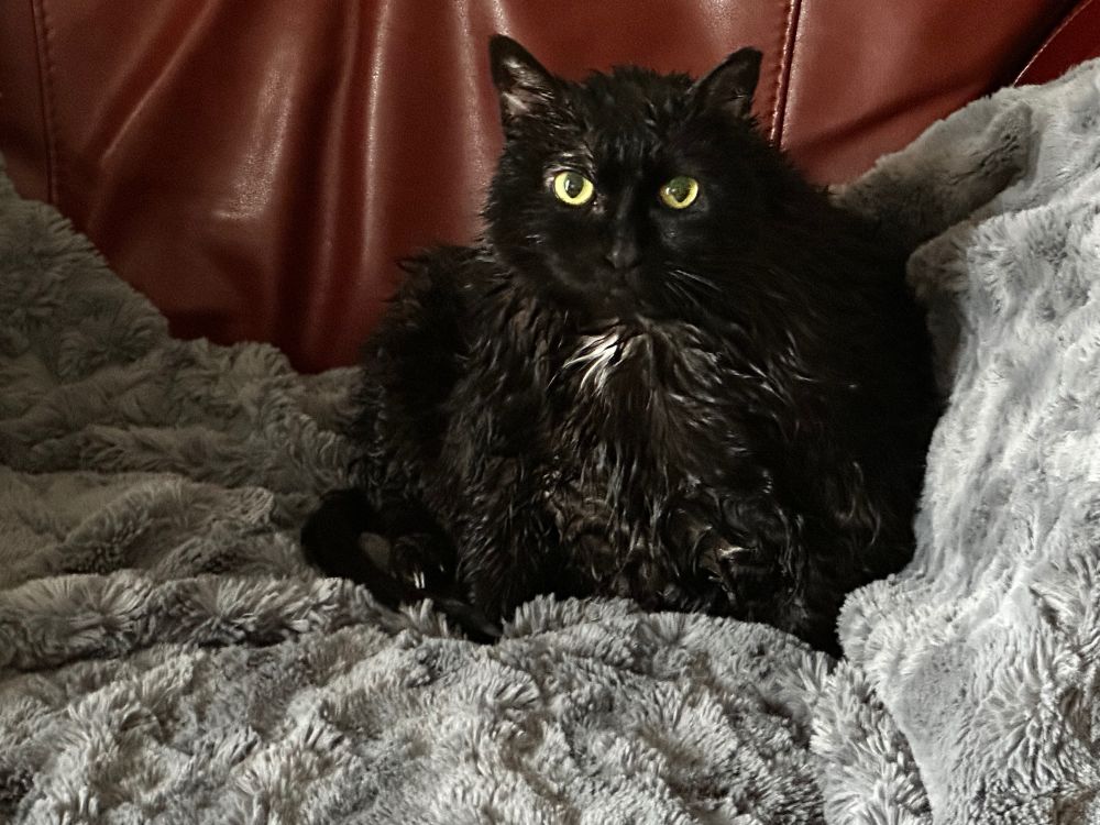 A wet black cat sits on a blanket in a chair and stairs at the camera. 