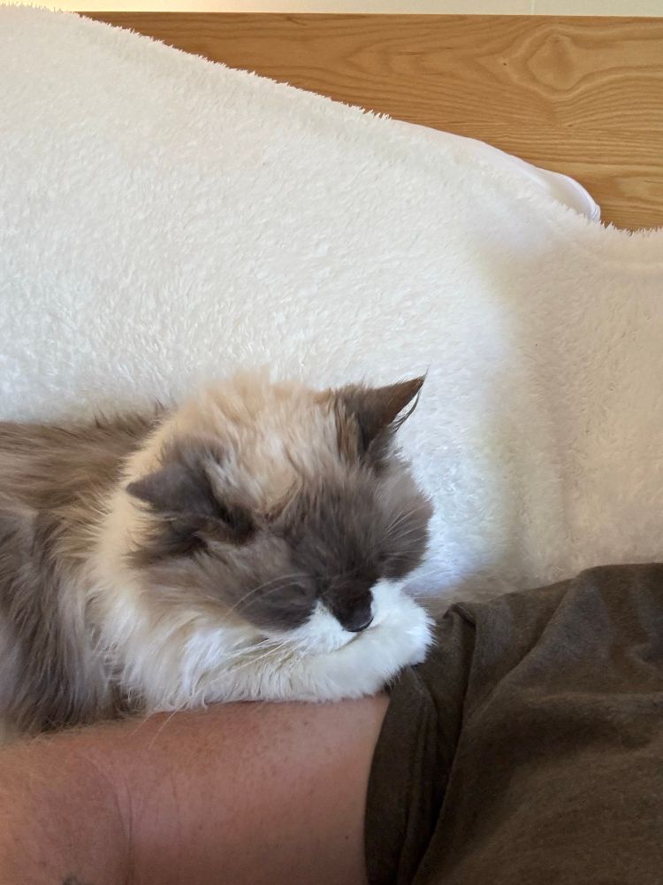 My cat Priscilla on my arm. She is very ill. It’s time to say goodbye.