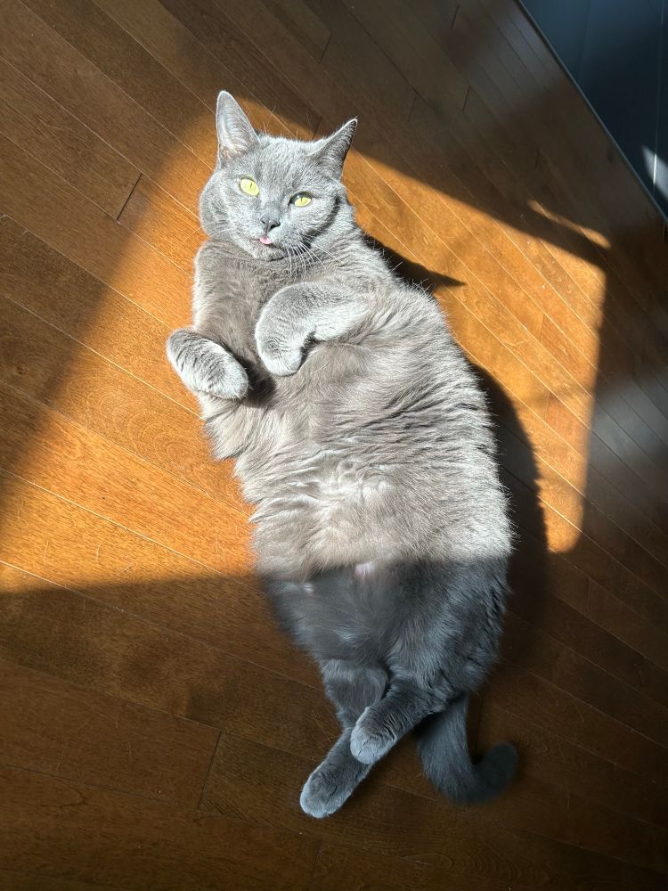 My female gray cat, blepping snd sunbathing