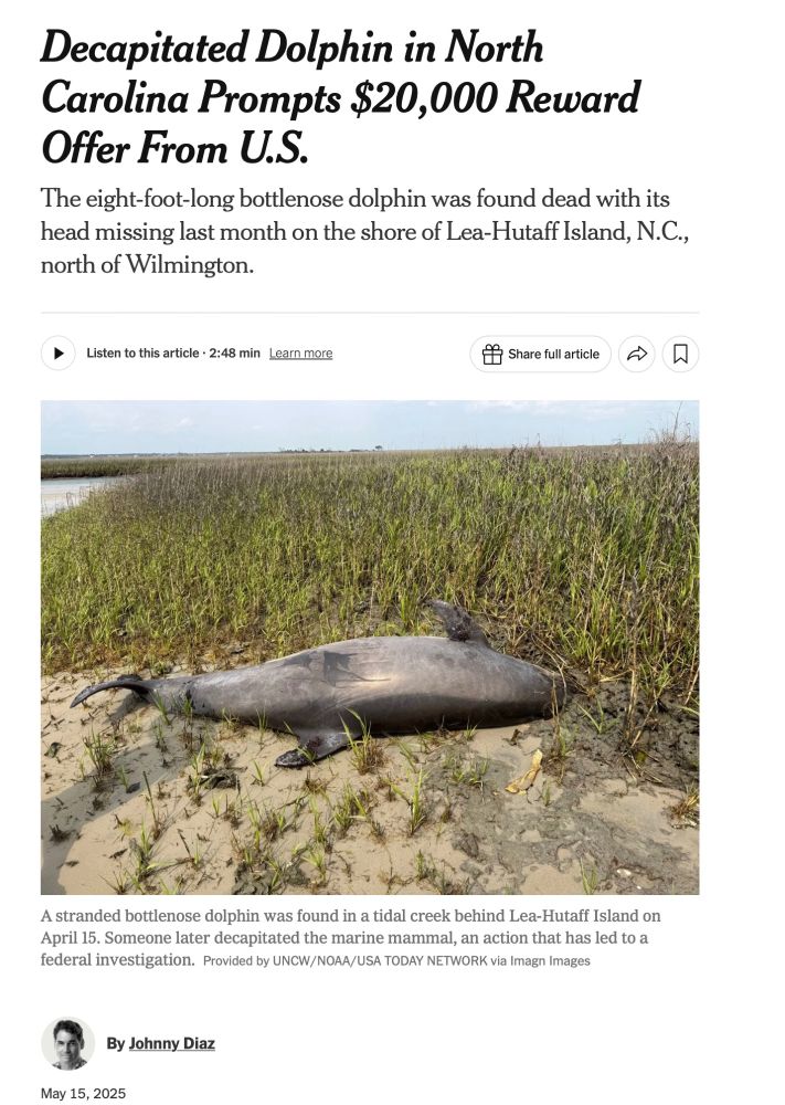 NYT article "Decapitated Dolphin in North Carolina Prompts $20,000 Reward Offer From U.S."  with photo of a dead bottlenose dolphin