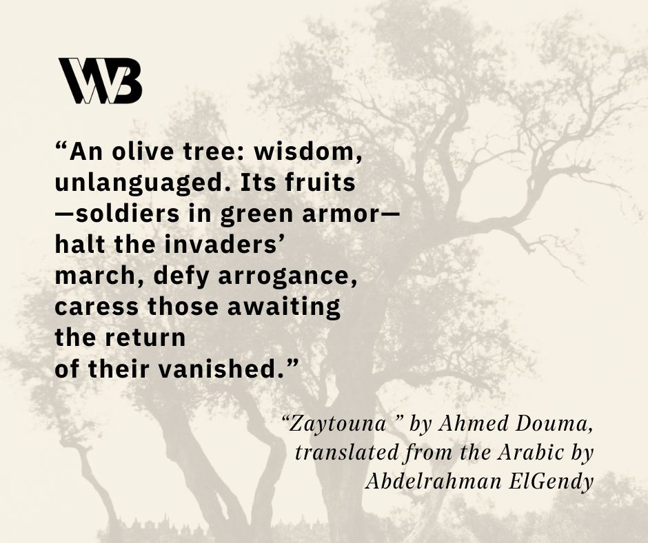 A quote from "Zaytouna" over a photo of an olive tree