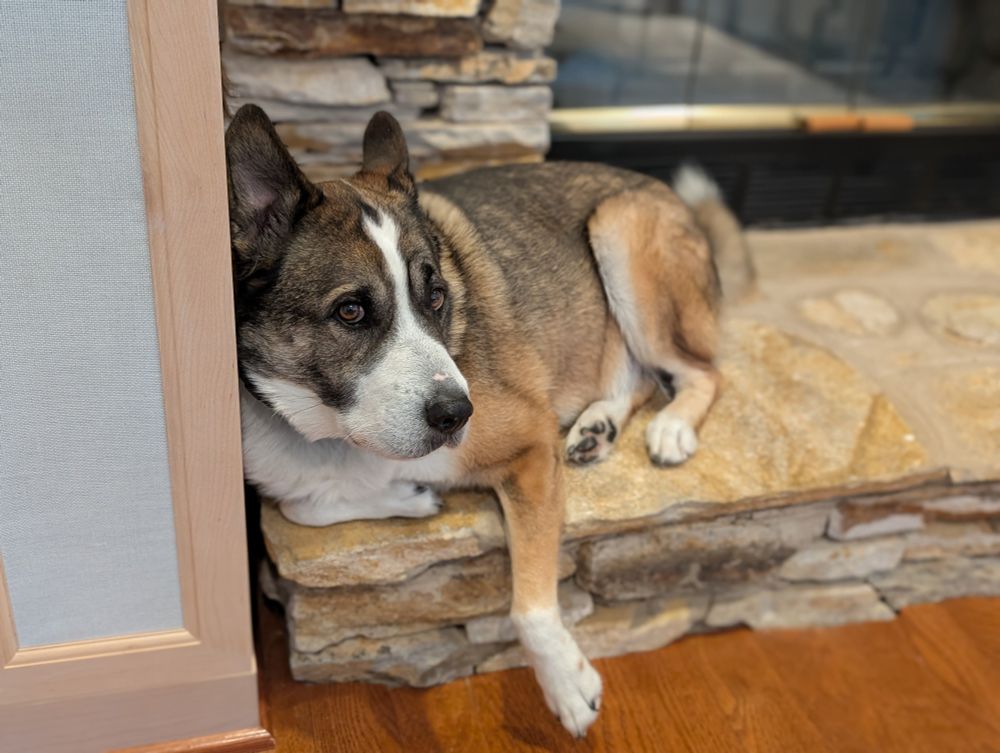 Boh, a very good German Shepherd mix