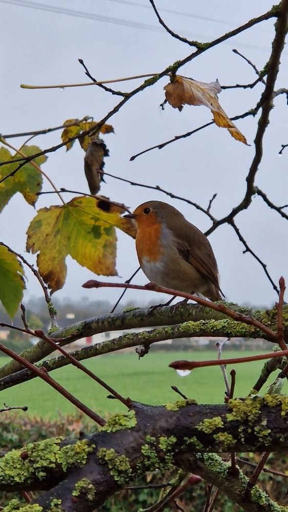 Robin Redbreast