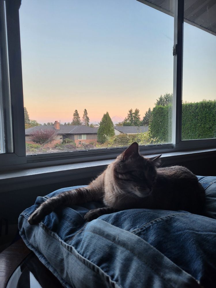 Siamese/tabby cat sitting in front of the window. So lazy he's not even looking at the camera. 