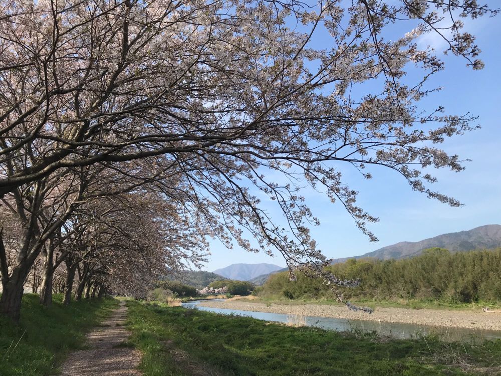 高月町の高時川の桜