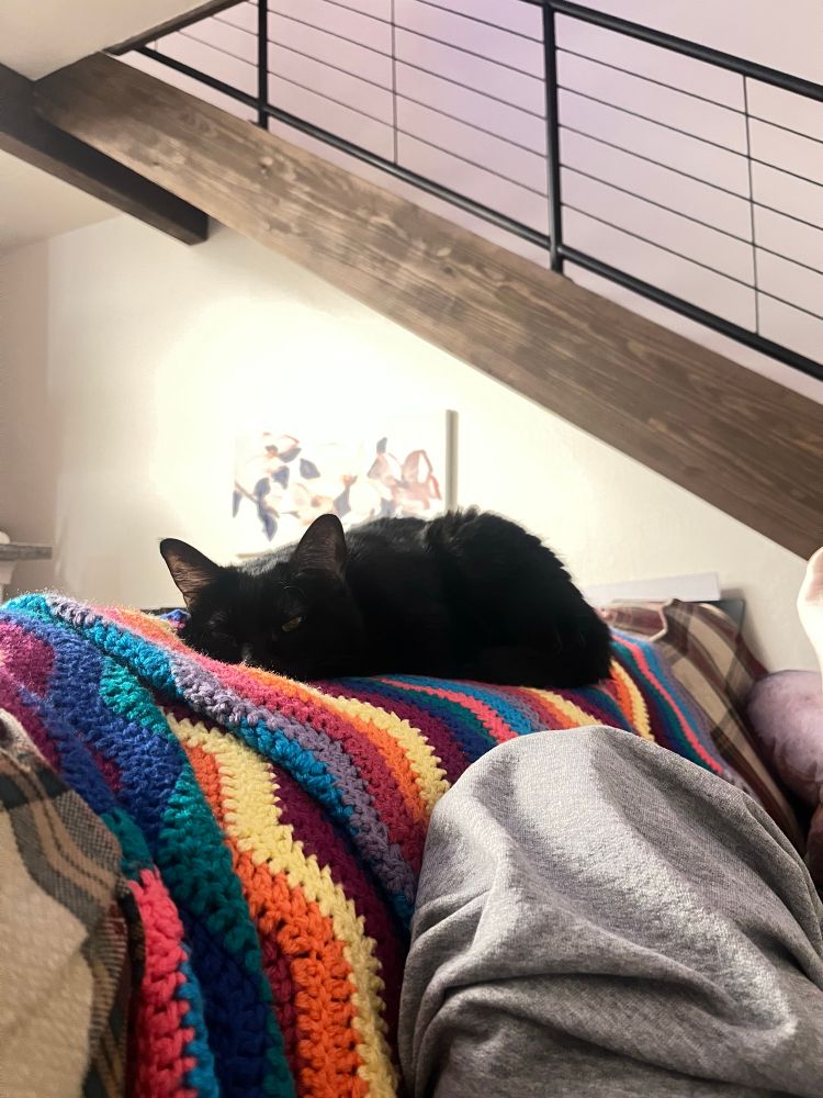 black cat sleeping on top of a rainbow striped blanket on the back of a couch. looks particularly flat/relaxed, like a pancake.