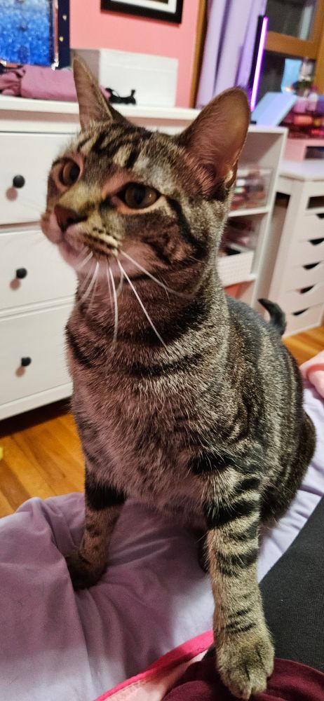 a photo of a very cute 9 month old kitten looking curiously at something off screen. The thing being held off screen was a ball we play fetch with. She's ready to run and catch it.