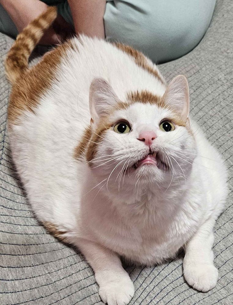 a cat who is missing one of his upper canines and thus is making a silly face when his lip gets tucked behind his lower canine.