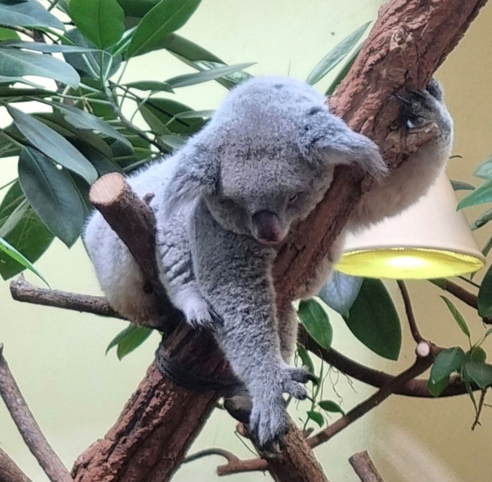 Grauer flauschiger Koalabär hängt an einem braunen Ast.