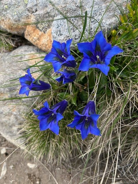 Das Bild zeigt mehrere intensiv blau blühende Enzianblumen in einer alpinen Felslandschaft. Die trichterförmigen Blüten wachsen zwischen Grasbüscheln und Steinen. 