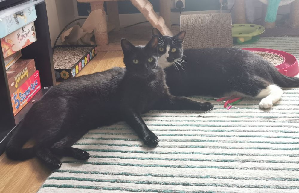 Two cats lying next to each other. One is black and one is a tuxedo