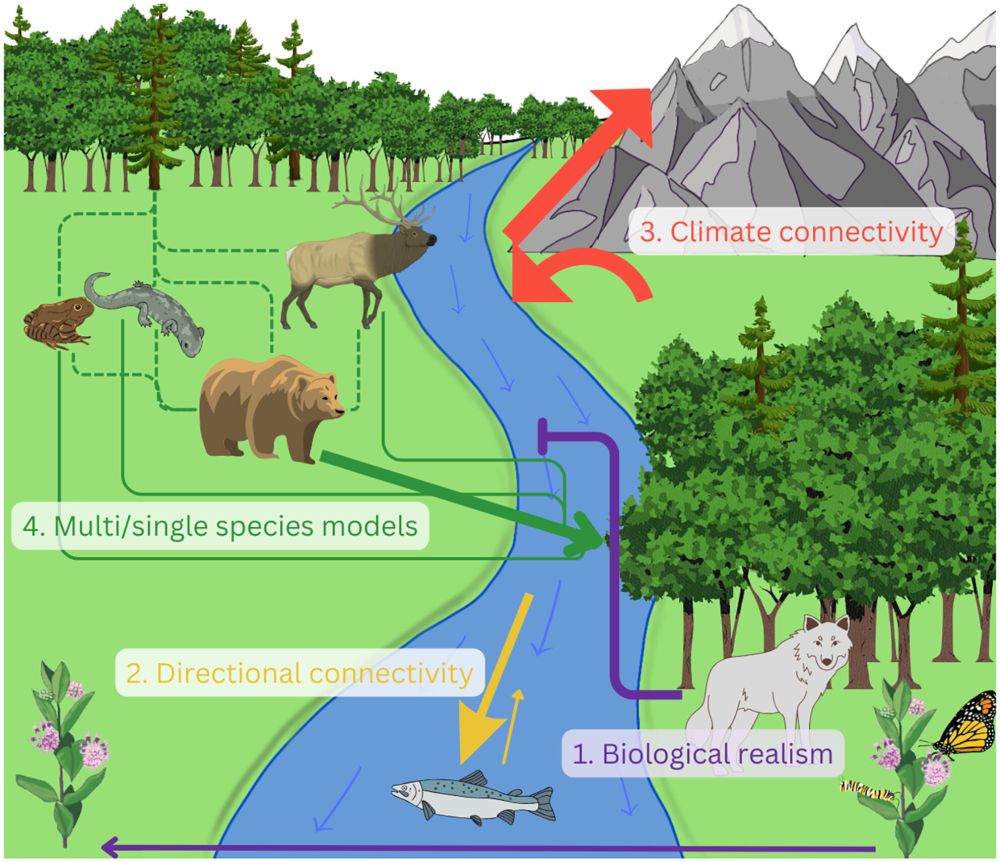 Advances and challenges in ecological connectivity science