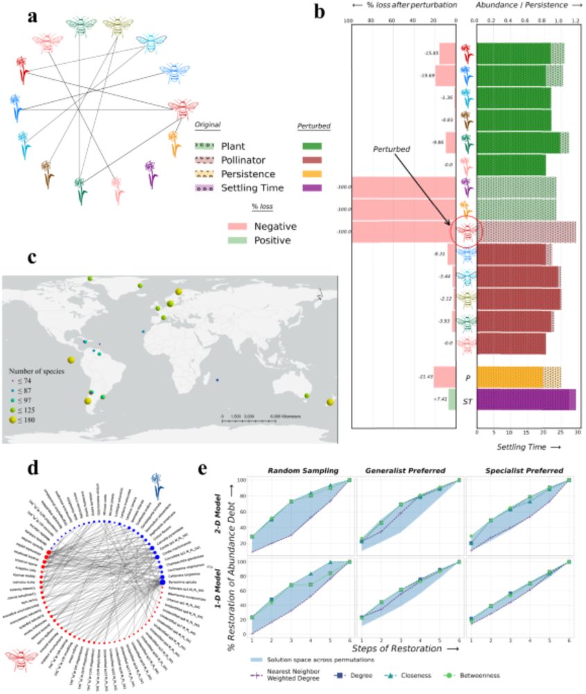 Network-based restoration strategies maximize ecosystem recovery - Communications Biology