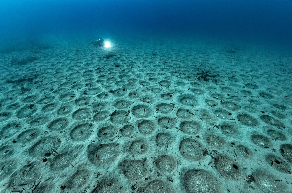 Tiny fish carve out massive breeding colonies containing millions of nests