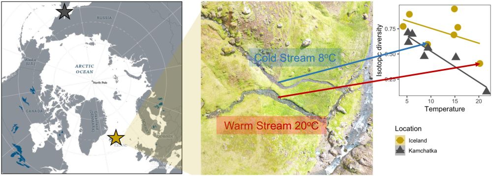 Warming reduces trophic diversity in high‐latitude food webs