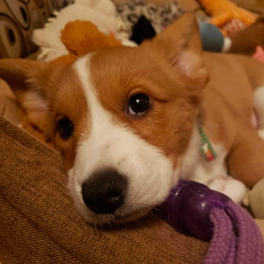 Un corgi fauve et blanc de 2 mois et demi, en gros plan