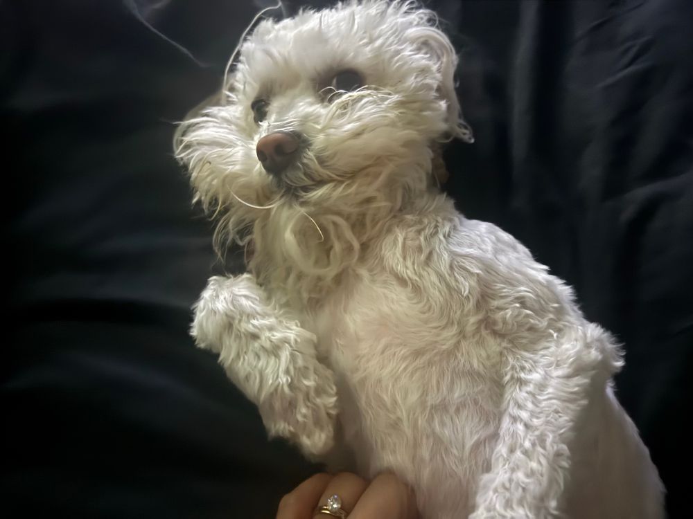 curious looking crusty white dog