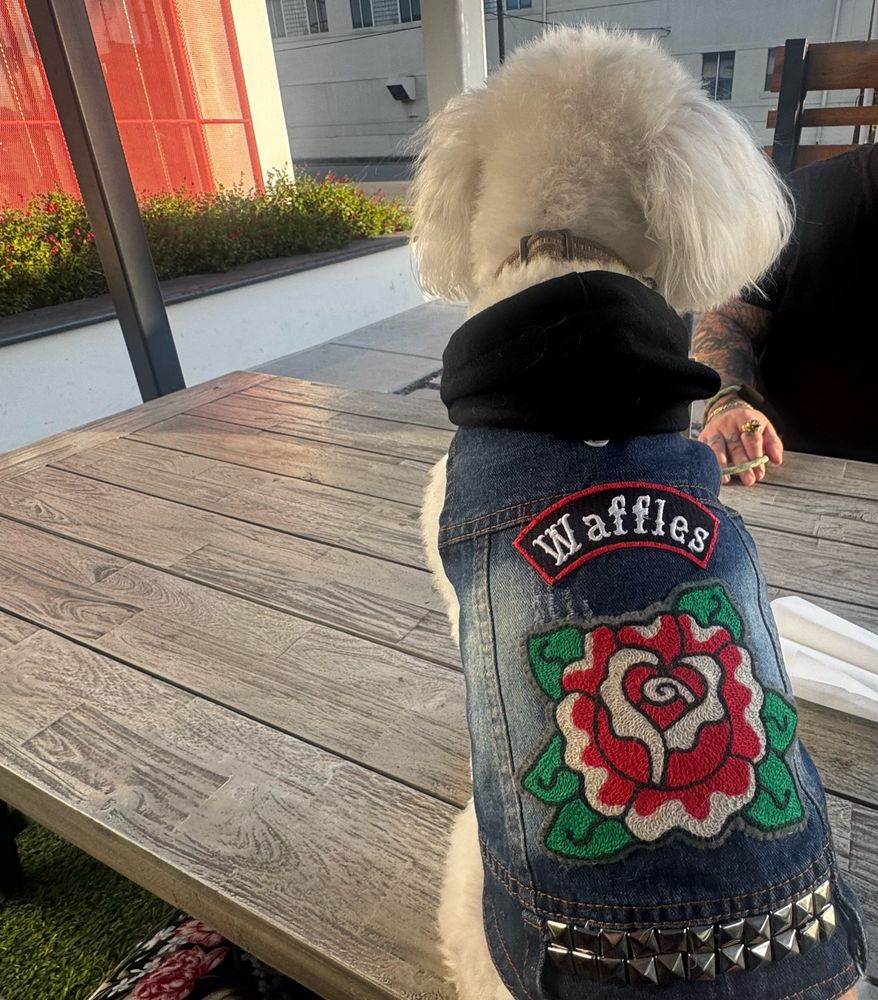 little white dog in a battle jack with a rose embroidered patch and studs and his name