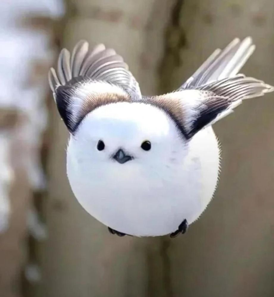 Japanese tit a little white round orb bird, flying
