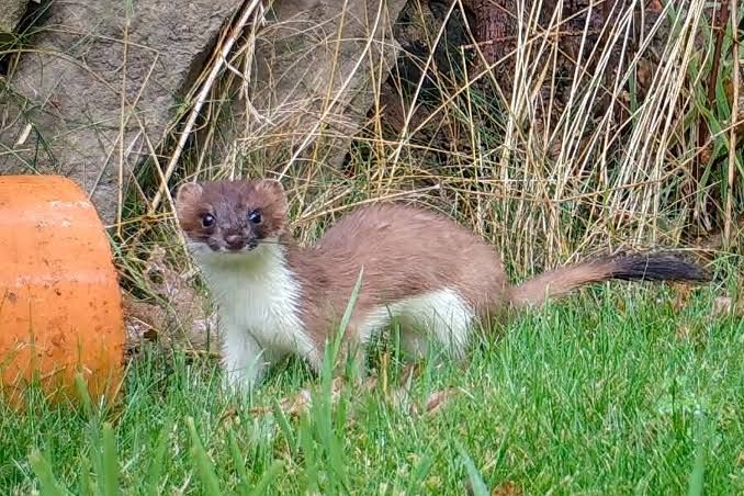 a stoat