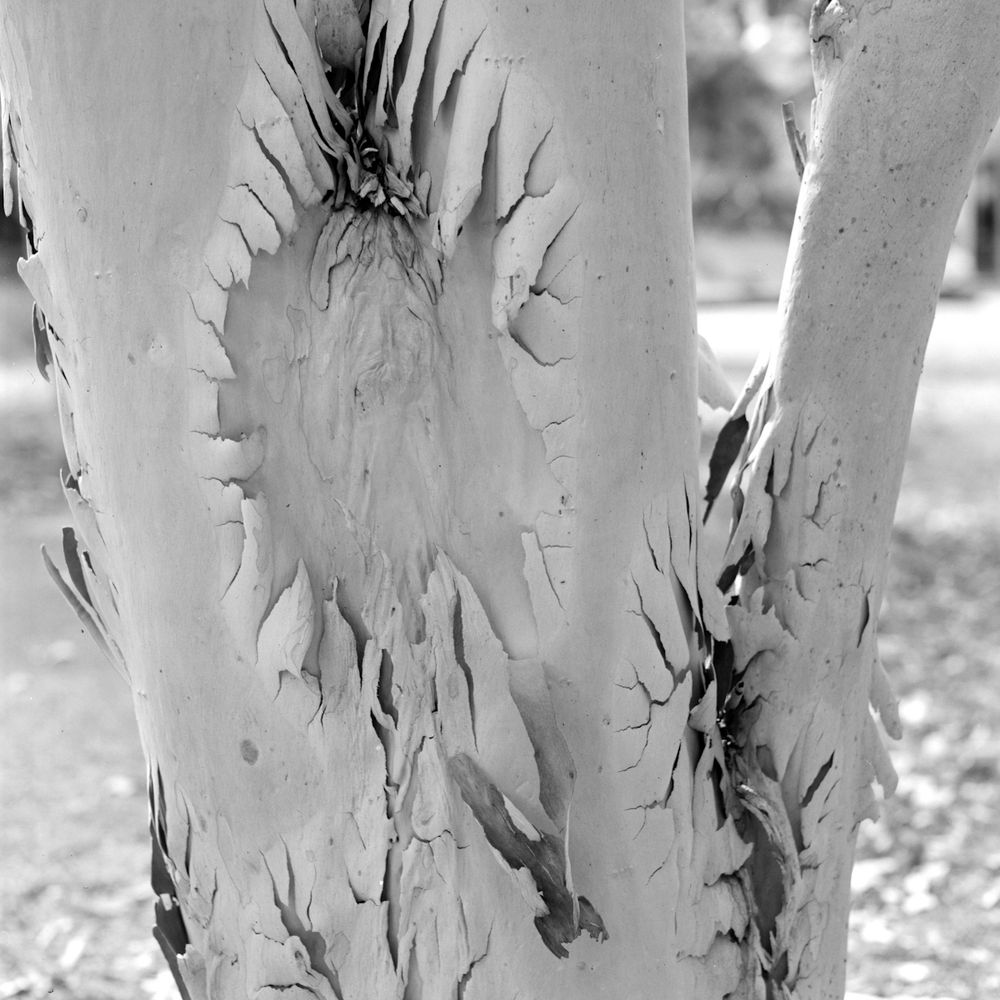 Peeling tree bark in black and white.