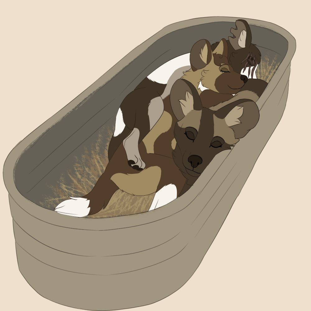 Zahra, Feoria, and Kichea, african wild dog characters from my story Painted Flowers, curled up together asleep in a tub, similar to the quoted picture.