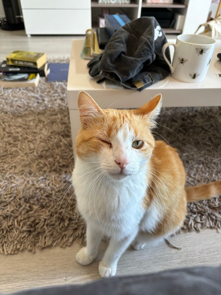 Chat roux et blanc faisant un clin d’œil 